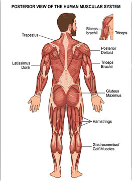 Posterior view of human muscular system vector infographic diagram with labeled back anatomy for medical education use