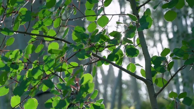 a very calming and aesthetic visual of a forest, most likely an Aspen or Birch forest. showing rows of fresh green leaves gently trembling, with intertwining tree branches.