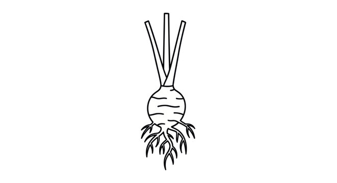Celeriac Root Vegetable Outline Vector