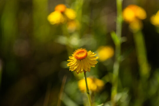 golden everlastings paper daisy flowers growing wild