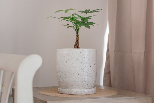 An indoor plant Pachira Aquatica in a pot in the corner of the room