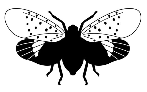 Black and white spotted lanternfly vector illustration on white background