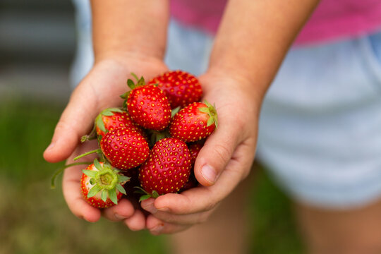Child holding red ripe homegrown strawberries freshly picked from garden