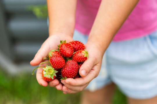 Child holding red ripe homegrown strawberries freshly picked from garden
