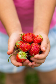 Child holding red ripe homegrown strawberries freshly picked from garden