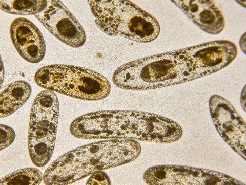 Original optical micrographs of Pasteurella multocida, Gram staining, real veterinary pathogen, bipolar staining, natural uneven staining.