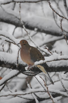 Urban Wildlife in Seasonal Park