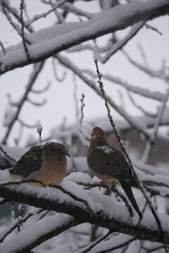 Urban Wildlife in Seasonal Park