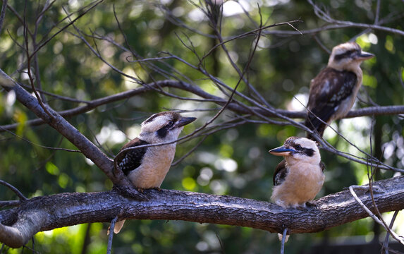 3 Kookaburras sitting on tree branches