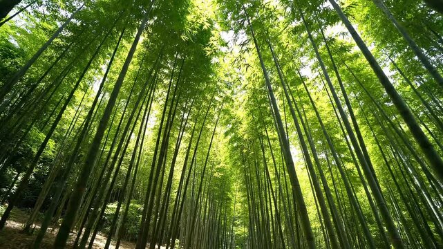 Tall bamboo forest moving gently in the wind showing rhythmic green patterns and soft nature