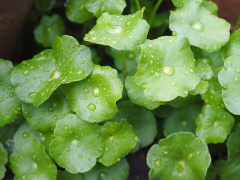 The gotu kola leaves are green, and there's rainwater on them; it looks beautiful and refreshing.