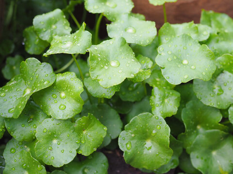 The gotu kola leaves are green, and there's rainwater on them; it looks beautiful and refreshing.