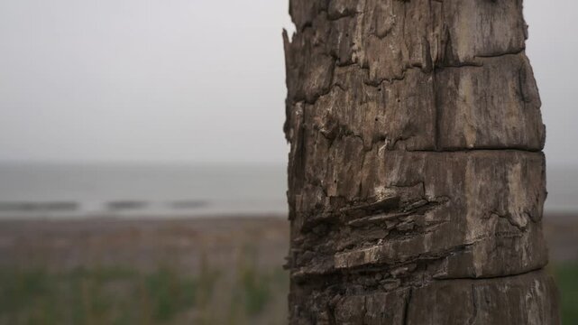 Driftwood gathered on the sandy beach
