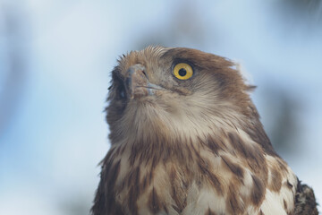 Naklejka premium Bird with yellow eyes looks up against blue sky