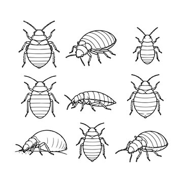 Set of bed bug insect sketches in various views and positions for pest control education.