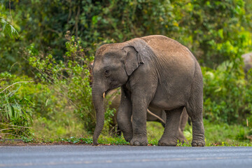 Fototapeta premium Its body is gray, its snout is called the trunk. The trunk of the Asian elephant has only one beak. Nakhon Ratchasima, Thailand.