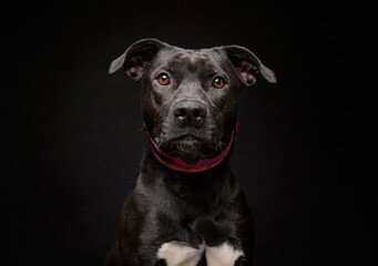 Fototapeta premium cute dog on an isolated background in a studio shot