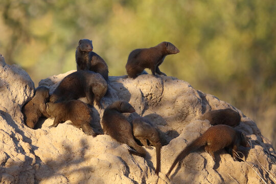 S&uuml;dliche Zwergmanguste auf Termitenh&uuml;gel / Dwarf mongoose at Termit's nest / Helogale parvula