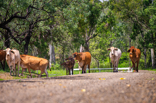 Brahman cattle on a gravel country road with trees in the background in summer