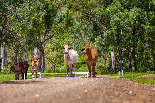 Brahman cattle on a gravel country road with trees in the background in summer