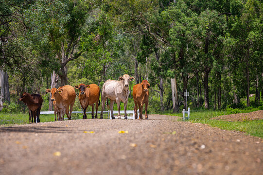 Brahman cattle on a gravel country road with trees in the background in summer