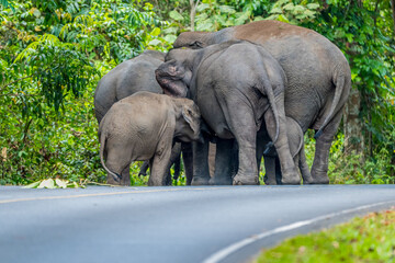Fototapeta premium Its body is gray, its snout is called the trunk. The trunk of the Asian elephant has only one beak. Nakhon Ratchasima, Thailand.