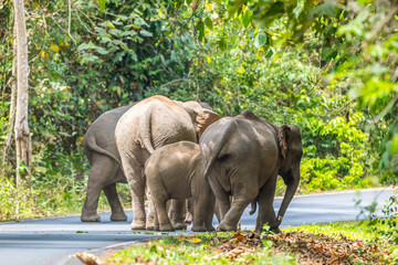 Obraz premium Its body is gray, its snout is called the trunk. The trunk of the Asian elephant has only one beak. Nakhon Ratchasima, Thailand.
