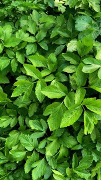 Full frame vertical shot of lush green leaves and dense foliage texture swaying gently