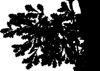 Fototapeta premium Vector illustration of a natural large oak branch. Silhouette. White background.