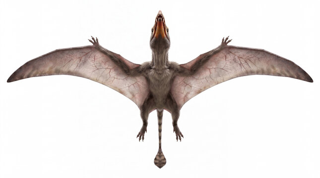 Dimorphodon macronyx view from below showing wing structure and flight anatomy, highly realistic prehistoric reconstruction, isolated on white background.
