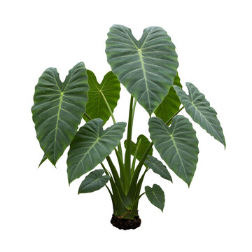 A full shot shows a large, healthy elephant ear plant transparent background