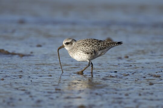 Grey plover (Pluvialis squatarola) adult wading bird in winter plumage pulling a worm for food from a beach, England, United Kingdom