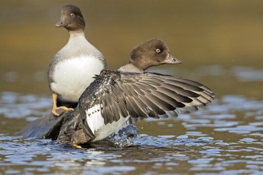 Goldeneye (bucephala clangula), female flapping wings, Gaspesie conservation park, province of Quebec, Canada,