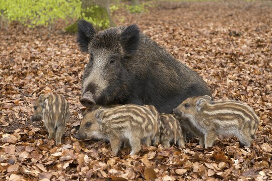 Wild Boar (Sus scrofa), sow and piglets, captive, North Rhine-Westphalia, Germany