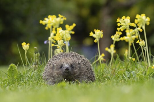 European hedgehog (Erinaceus europaeus) adult animal on a garden lawn in spring with flowering Cowslips, England, United Kingdom