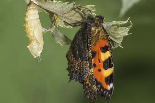A newly hatched Small tortoiseshell (Aglais urticae) with its cocoon on a leaf in a natural environment