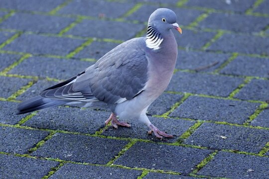 Common wood pigeon (Columba palumbus) walking on a paved path, wildlife, Germany