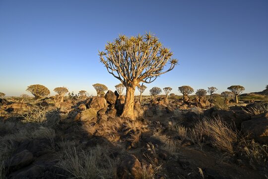 Quiver tree (Aloe dichotoma) in the morning light, quiver tree forest near Keetmanshoop, Karas Region, Namibia