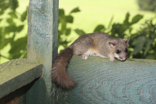 Edible dormouse (Glis glis) on the parapet of a hunter's stand, Allg&auml;u, Bavaria, Germany