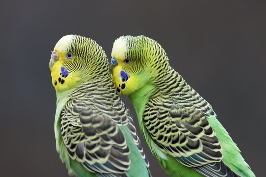 Two green Budgies (Melopsittacus undulatus) sitting next to each other, captive, Germany