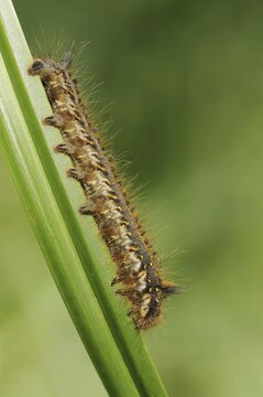 Drinker moth (Euthrix potatoria), caterpillar, North Rhine-Westphalia, Germany