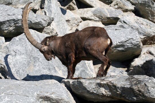 Alpine ibex (Capra ibex), Alpenzoo Innsbruck alpine zoo, Tyrol, Austria, Europe