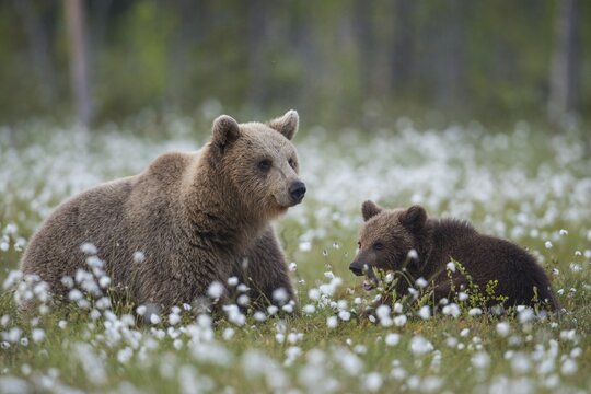 Brown bear (Ursus arctos ) in a bog with fruiting cotton grass on the edge of a boreal coniferous forest, mother with young, Suomussalmi, Karelia, Finland