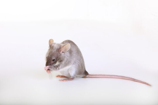Fancy Mouse, a domesticated form of the House Mouse (Mus musculus)