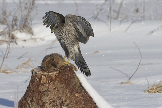 Goshawk (Accipiter gentilis) eating its prey, European- or Brown Hare (Lepus europaeus)