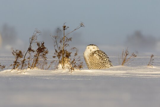 Snowy owl (bubo scandiacus), female resting on a snow-coverd meadow. Province of Quebec, Canada,