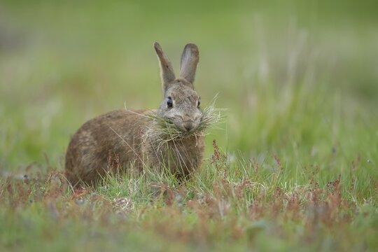 Rabbit (Oryctolagus cuniculus) adult animal collecting grass in its mouth for nesting material, Suffolk, England, United Kingdom