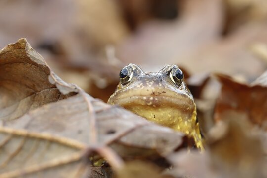 Common frog (Rana temporaria) adult amphibian on a pile of fallen autumn leaves in a garden, England, United Kingdom