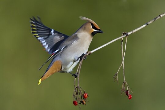 Bohemian waxwing (Bombycilla garrulus) feeding with small red fruits, La Mauricie national park, province of Quebec, Canada,