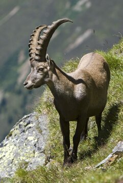 Male Alpine Ibex (Capra ibex), Hohe Geige, Pitztal, Tyrol, Austria, Europe